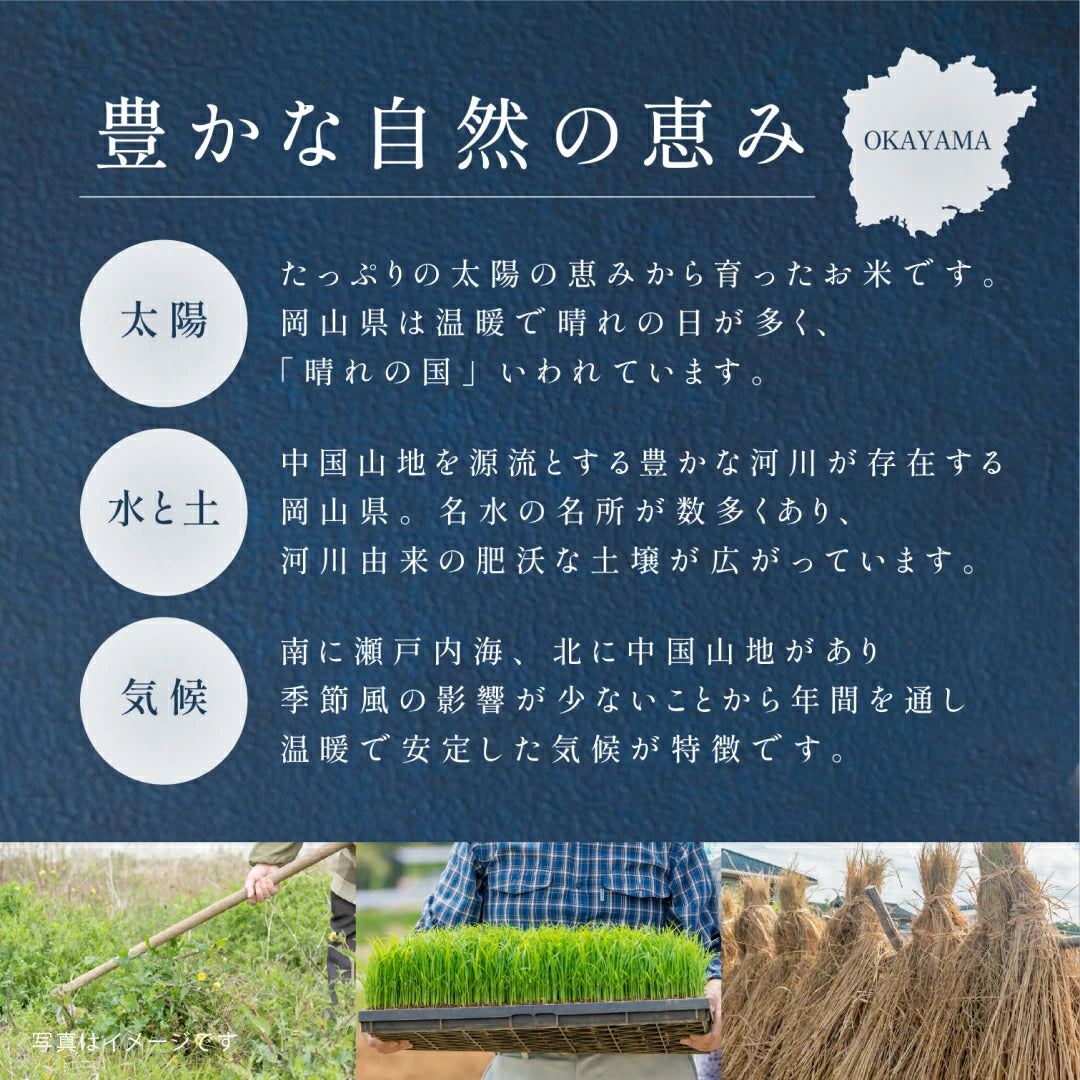 きぬむすめ（１～２kg）