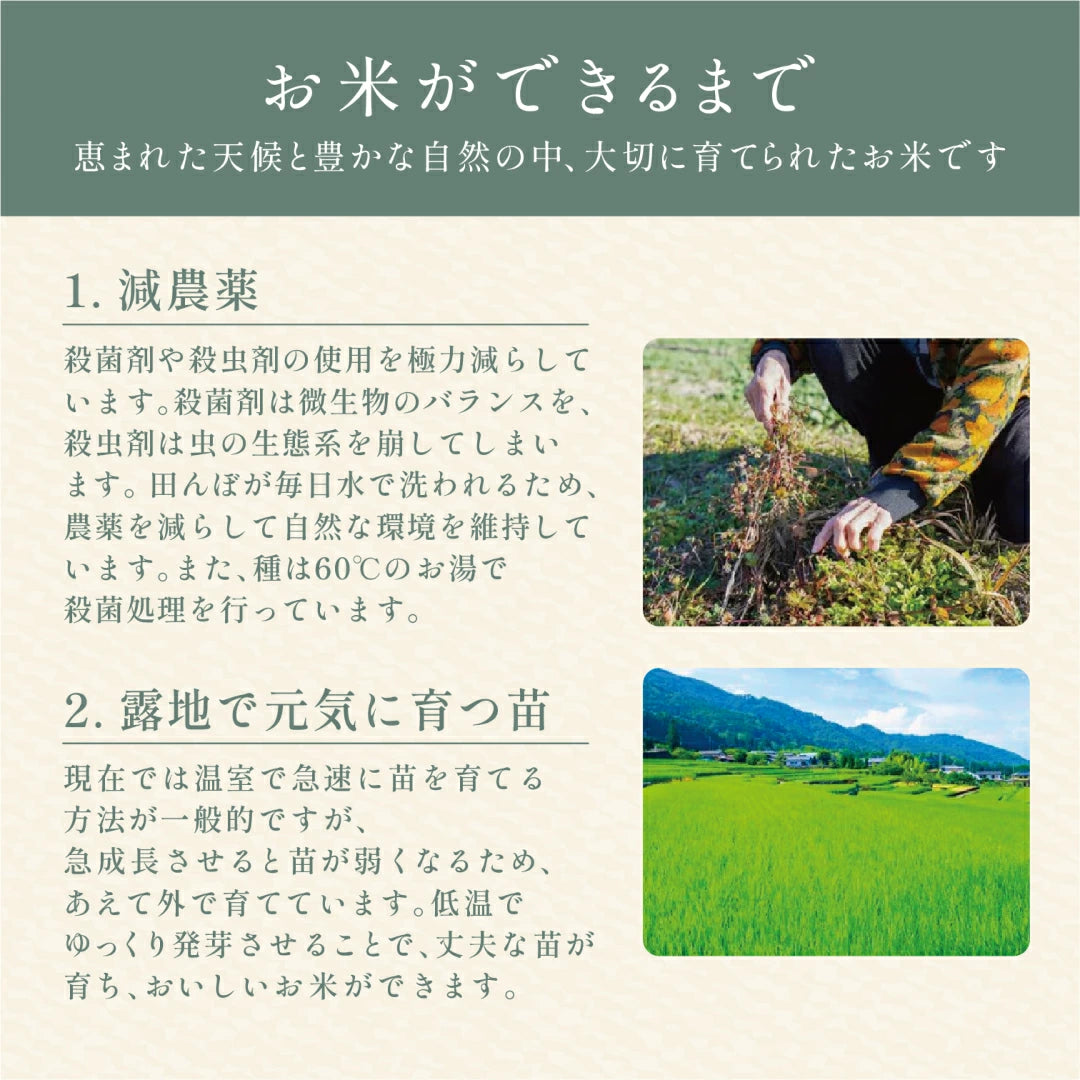 きぬむすめ（１～２kg）