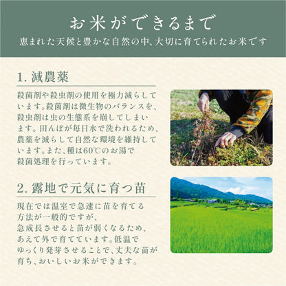 きぬむすめ（１～２kg）