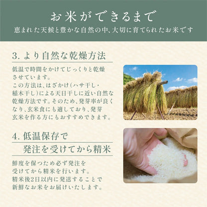 きぬむすめ（１～２kg）